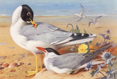 Gaivota-de-cabeça-preta, Garajau-do-cáspio (litografia a cores) de Archibald Thorburn