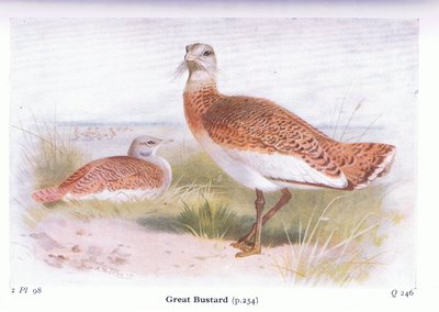 Abetarda, de aves das Ilhas Britânicas e seus ovos publicado por Frederick Warne & Co Ltd, 1958 de Archibald Thorburn