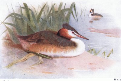 Grande Mergulhão-de-crista de Archibald Thorburn
