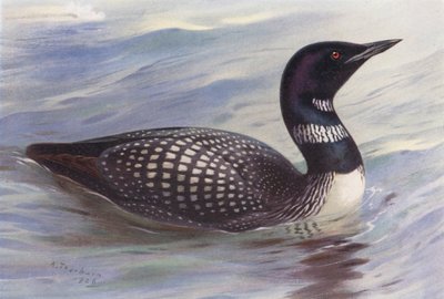 Grande Mergulhador do Norte (litografia a cores) de Archibald Thorburn