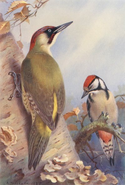 Pica-pau-verde, Pica-pau-malhado (imaturo) (litografia a cores) de Archibald Thorburn