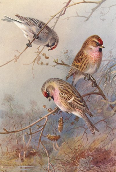 Chita-vermelha-da-Groenlândia, Chita-vermelha-pequena, Chita-vermelha-da-Malásia (litografia a cores) de Archibald Thorburn