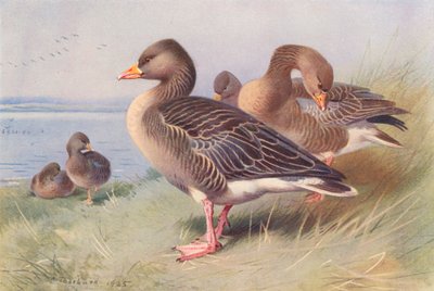 Lag-Goose cinzento (litografia a cores) de Archibald Thorburn
