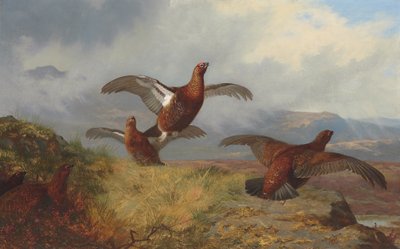 Tetraz em vôo de Archibald Thorburn