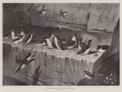 Guillemots e papagaios-do-mar na ilha de Handa de Archibald Thorburn