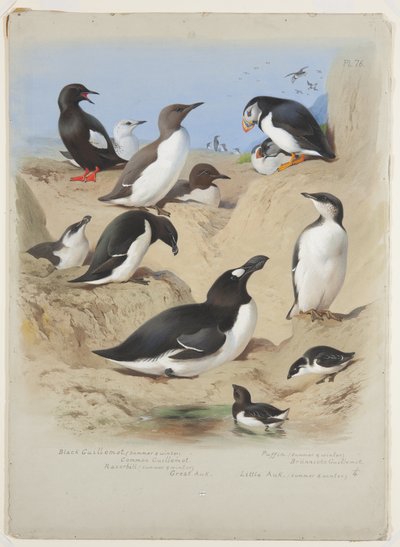 Guillemots, razorbill, puffin e auks, c.1915 (aquarela e corpete com goma arábica sobre lápis a bordo) de Archibald Thorburn
