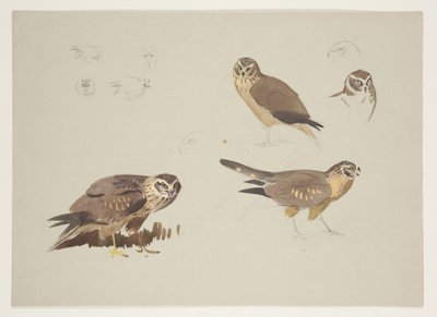 Harrier and ruff, c.1915 (aguarela e cor de corpo sobre lápis sobre papel) de Archibald Thorburn