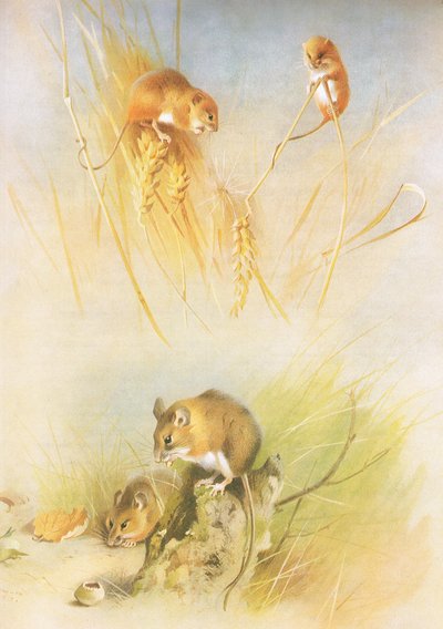 Rato de Colheita e Rato de Madeira, de Thorburns Mammals publicado por Longmans e Co, c. 1920 de Archibald Thorburn