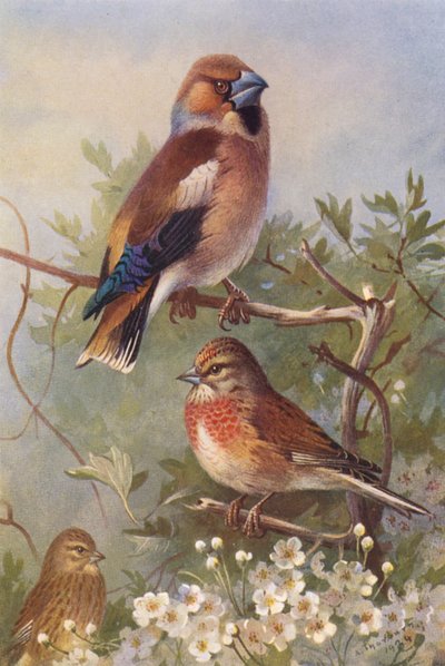 Pintassilgo, Pintarroxo (macho e fêmea) (litografia a cores) de Archibald Thorburn