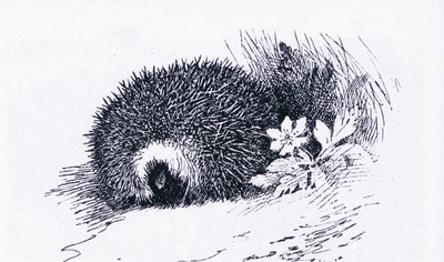 Hedgehog, Nature in Britain publicado por Collins, 1946 de Archibald Thorburn