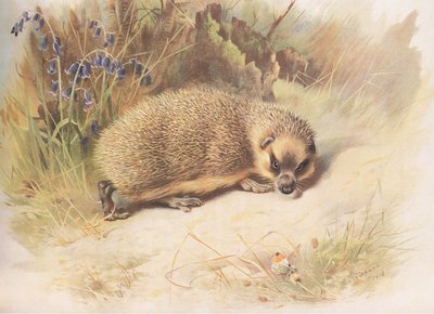 Hedgehog, de Thorburns Mammals publicado por Longmans and Co, c. 1920 de Archibald Thorburn