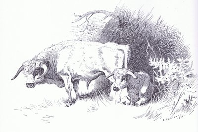 Highland Cattle, pub. por Book Club Associates de Archibald Thorburn