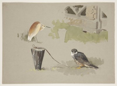 Hobby male tethered and squarro heron, c.1915 (aquarela e cor de corpo sobre lápis sobre papel) de Archibald Thorburn