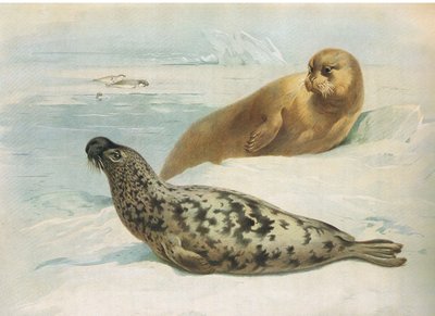 Selo com Capuz e Selo de Barba, de Thorburns Mammals publicado por Longmans and Co, c. 1920 de Archibald Thorburn