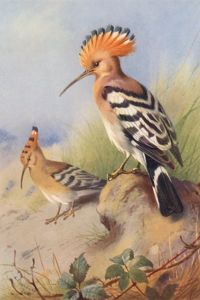 Poupa (litografia a cores) de Archibald Thorburn