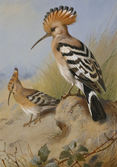 Hoopoes de Archibald Thorburn