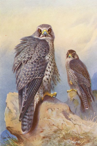 Falcão da Islândia, Falcão de Gyr (litografia a cores) de Archibald Thorburn