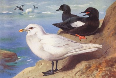 Gaivota de marfim, Guillemot preto (verão) (litografia a cores) de Archibald Thorburn