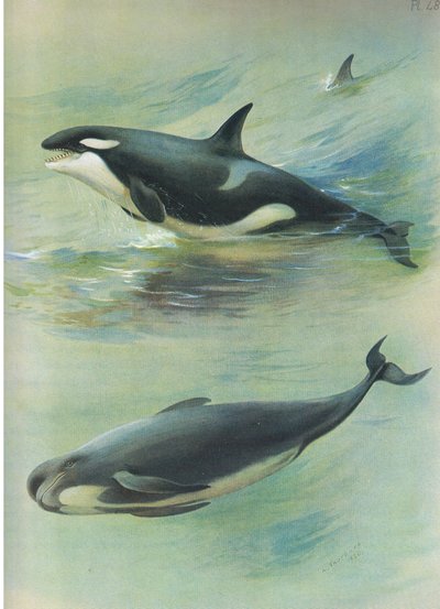Baleia-piloto assassina, de Thorburns Mammals, publicada por Longmans and Co, c. 1920 de Archibald Thorburn