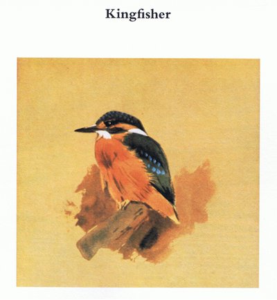 Martim-pescador, pub. por Book Club Associates, 1972 de Archibald Thorburn