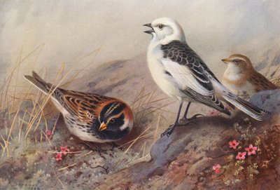 Bufo da Lapónia, Bufo da neve (verão) (macho e fêmea) (litografia a cores) de Archibald Thorburn