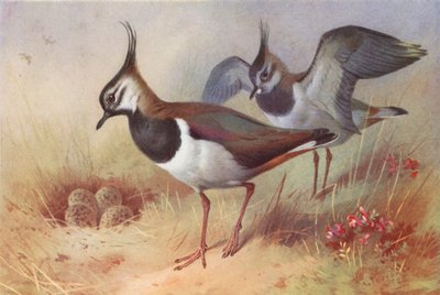 Abibe (macho e fêmea) (litografia a cores) de Archibald Thorburn