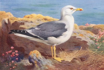 Gaivota-de-dorso-preto-pequeno (litografia a cores) de Archibald Thorburn