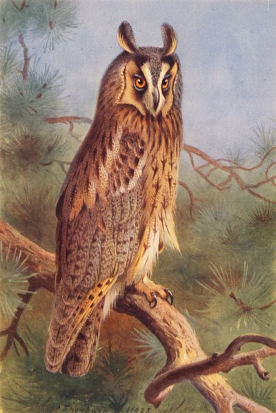 Coruja de orelhas compridas (litografia a cores) de Archibald Thorburn