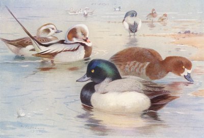 Pato de cauda comprida (macho e fêmea), pato de cauda comprida (macho e fêmea) (litografia a cores) de Archibald Thorburn
