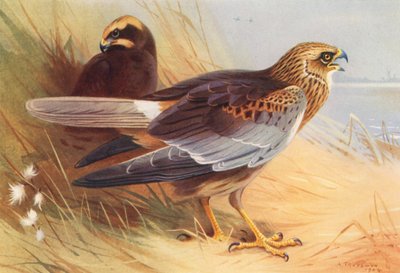 Marsh-Harrier (litografia a cores) de Archibald Thorburn