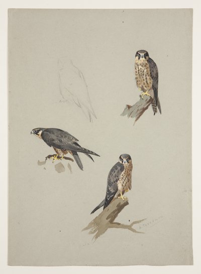 Merlin macho, c.1915 (aquarela e cor de corpo sobre lápis sobre papel) de Archibald Thorburn