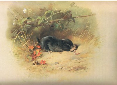 Mole com verme, de Mamíferos de Thorburn, publicado por Longmans and Co, c. 1920 de Archibald Thorburn