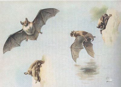 Natterers Bat e Daubentons Bat, da Thorburns Mammals, publicado por Longmans and Co, c. 1920 de Archibald Thorburn