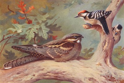 Noitibó, pica-pau-malhado-pequeno (macho e fêmea) (litografia a cores) de Archibald Thorburn