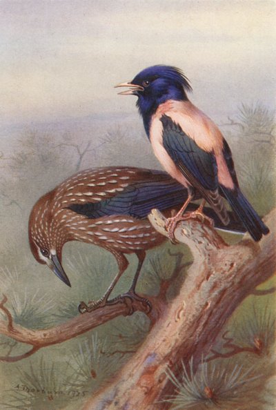 Quebra-nozes, estorninho cor-de-rosa (litografia a cores) de Archibald Thorburn