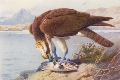 Osprey (litografia a cores) de Archibald Thorburn