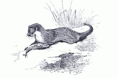 Otter with fish, de Thorburn