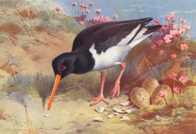 Apanhador de ostras (litografia a cores) de Archibald Thorburn