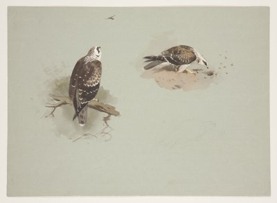 Abutre de mel pálido, c.1915 (aquarela e cor de corpo sobre lápis sobre papel) de Archibald Thorburn