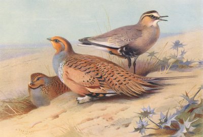 Tartaranhão-caçador (macho e fêmea), borrelho-das-areias (litografia a cores) de Archibald Thorburn