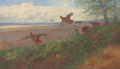 Perdizes em fuga de Archibald Thorburn