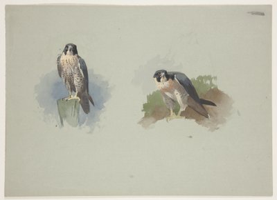 Falcão-peregrino macho, c.1915 (aguarela e cor de corpo sobre lápis sobre papel) de Archibald Thorburn