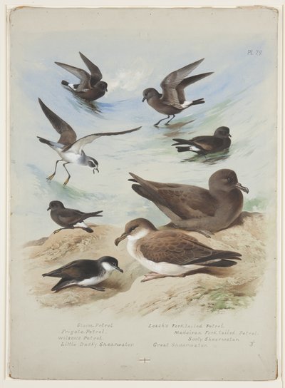 Petréis, c.1915 (aguarela e cor de corpo sobre lápis sobre papel) de Archibald Thorburn