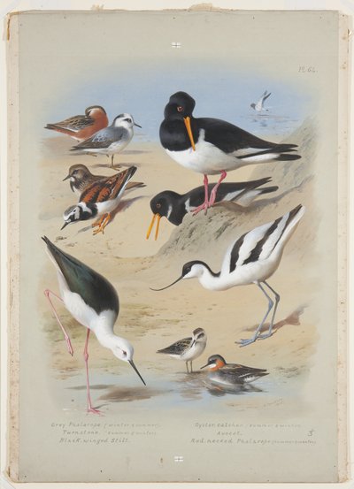 Phaleropes, oystercatcher, avocet, turnstone and stilt, c.1915 (aquarela e corpinho com goma arábica sobre lápis a bordo) de Archibald Thorburn