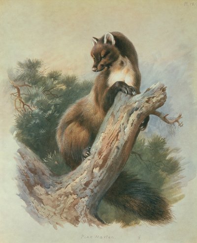 Pine Marten de Archibald Thorburn