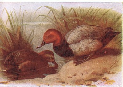 Larro de Archibald Thorburn