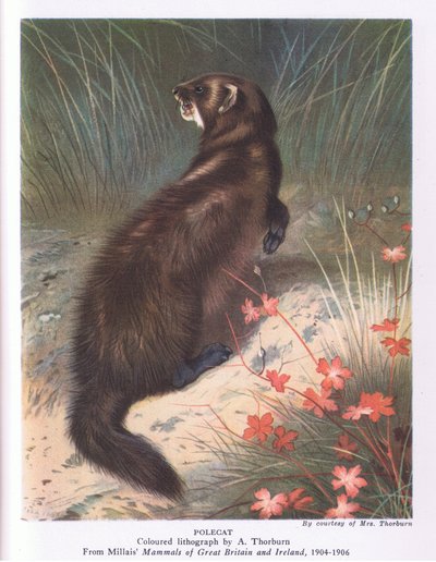 Polecat, Nature in Britain publicado pela Collins de Archibald Thorburn