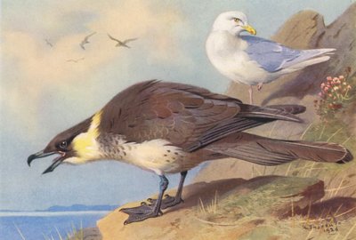 Pomatorhine Skua, Gaivota da Islândia (litografia a cores) de Archibald Thorburn
