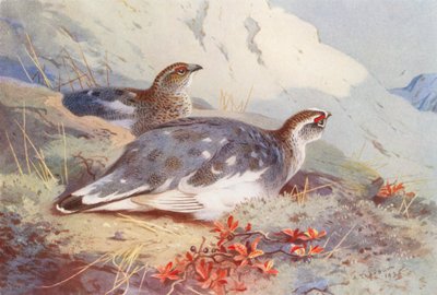 Ptarmigan (macho e fêmea, outono) (litografia a cores) de Archibald Thorburn