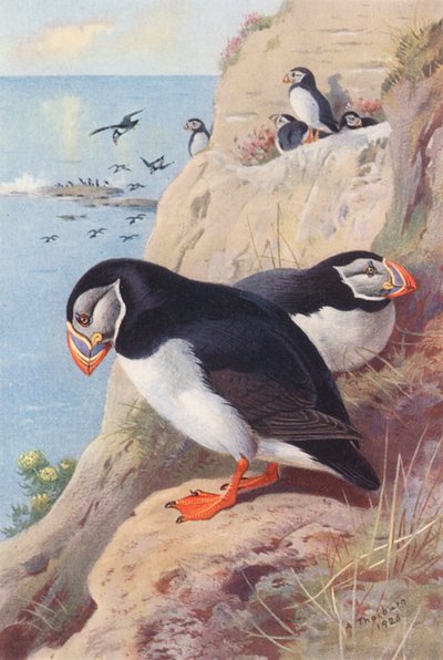 Puffin (litografia a cores) de Archibald Thorburn